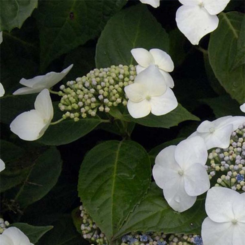 Hydrangea macrophylla Great Star Blanc Bleu (Foliage)