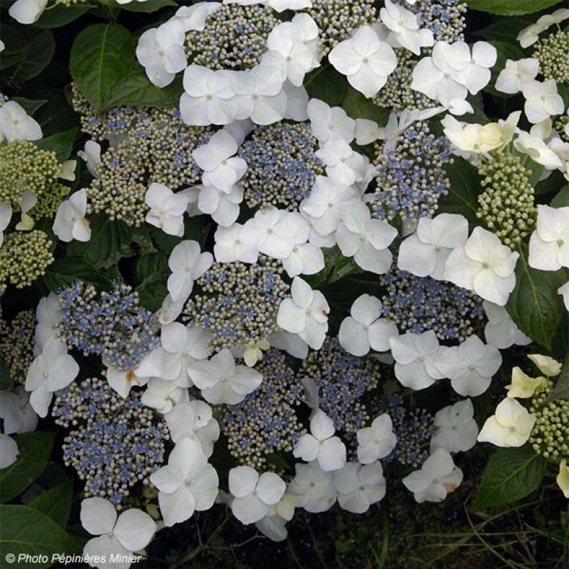 Hydrangea macrophylla Great Star Blanc Bleu (Flowering)