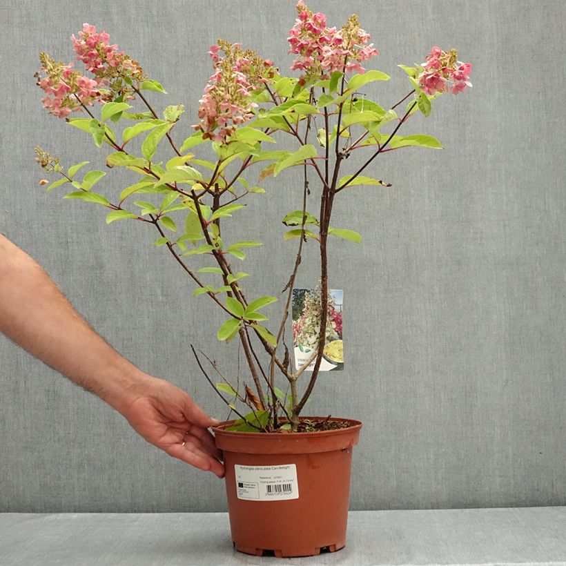 Hydrangea paniculata Candlelight 3L/4L pot sample as delivered in summer
