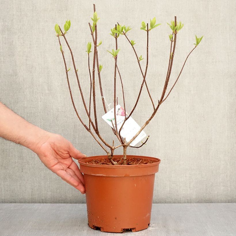 Hydrangea paniculata Candlelight 3L/4L pot sample as delivered in spring