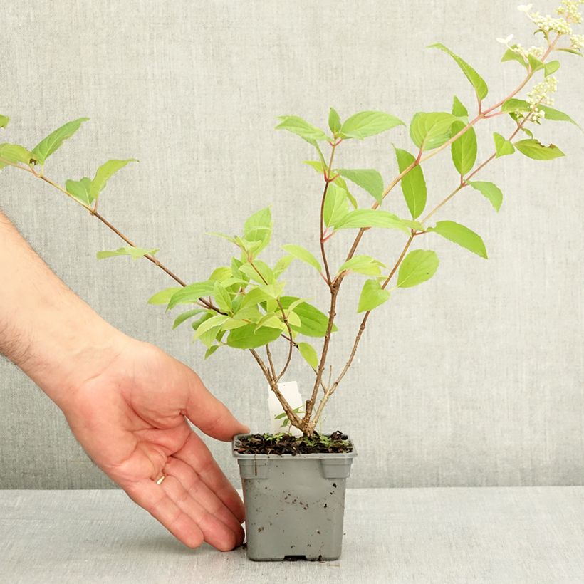 Hydrangea paniculata Confetti 8/9 cm pot sample as delivered in spring