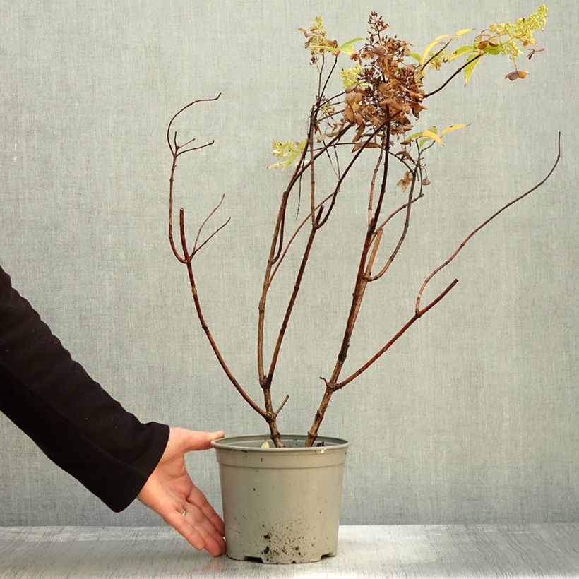 Hydrangea paniculata Dentelle De Gorron 3L/4L pot sample as delivered in autumn