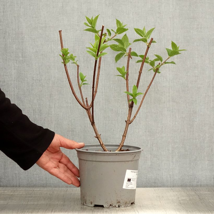 Hydrangea paniculata Dentelle De Gorron 3L/4L pot sample as delivered in spring