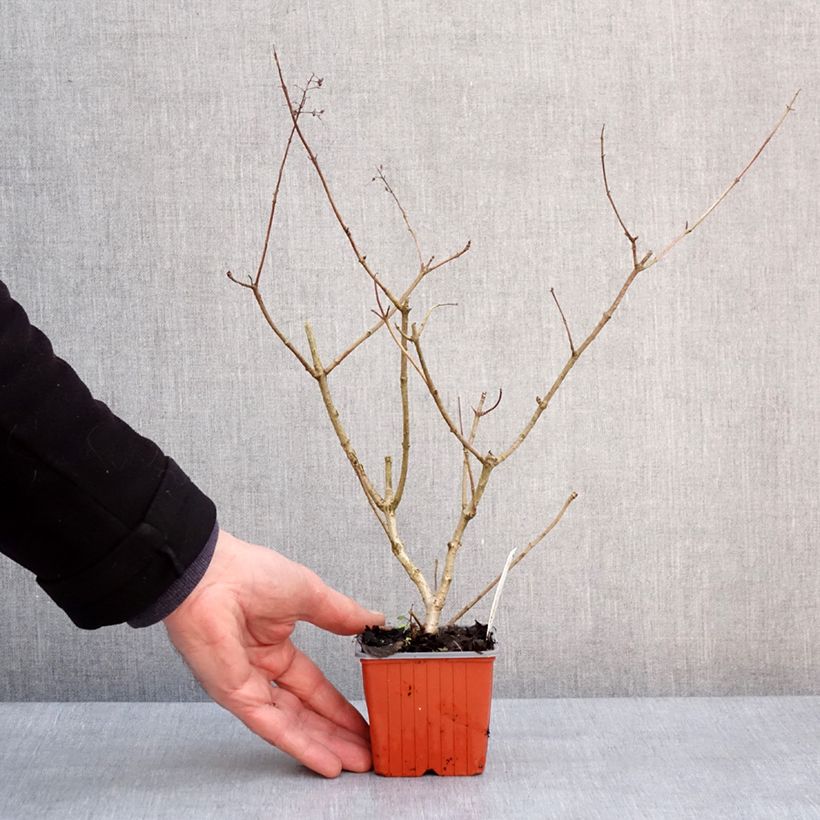 Hydrangea paniculata Dharuma 8/9 cm pot sample as delivered in winter