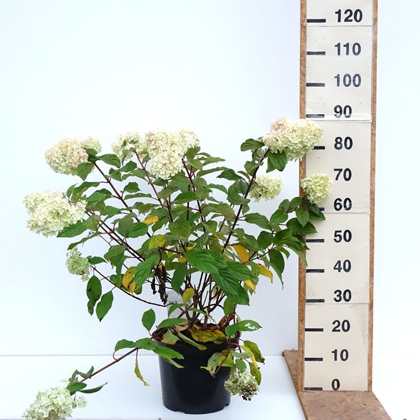 Hydrangea paniculata Diamantino 7.5L/10L pot sample as delivered in autumn