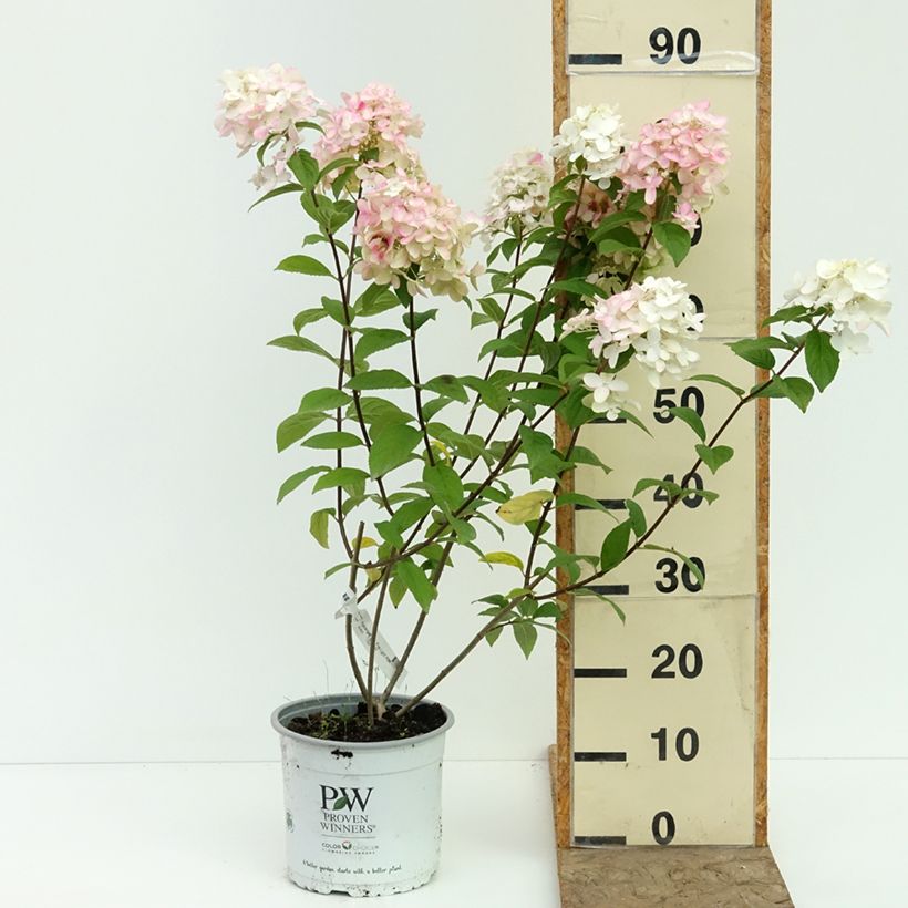 Hydrangea paniculata Fire Light - Hortensia paniculé Pot de 4L/5L sample as delivered in summer