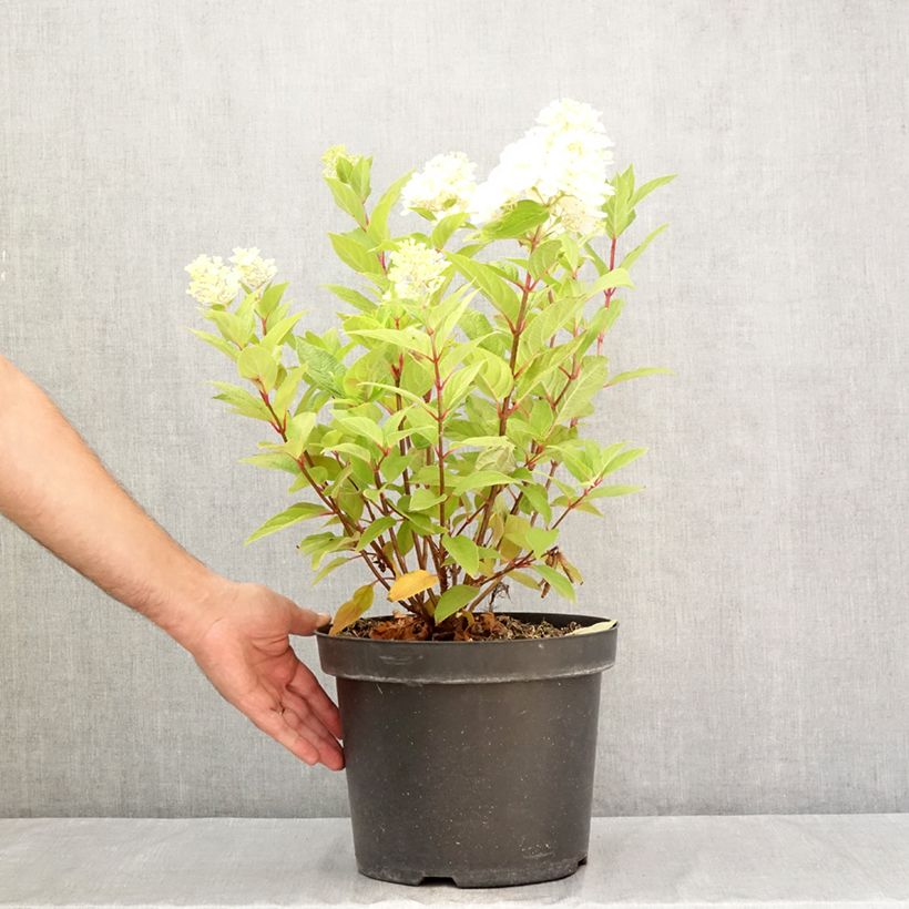 Hydrangea paniculata Fraise Melba 7.5L/10L pot sample as delivered in summer