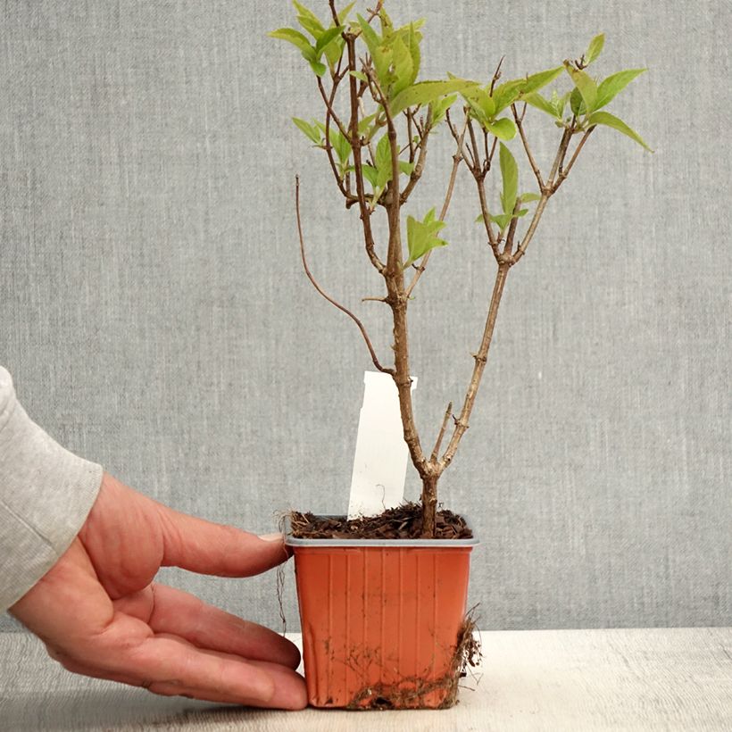 Hydrangea paniculata Graffiti 8/9 cm pot sample as delivered in spring