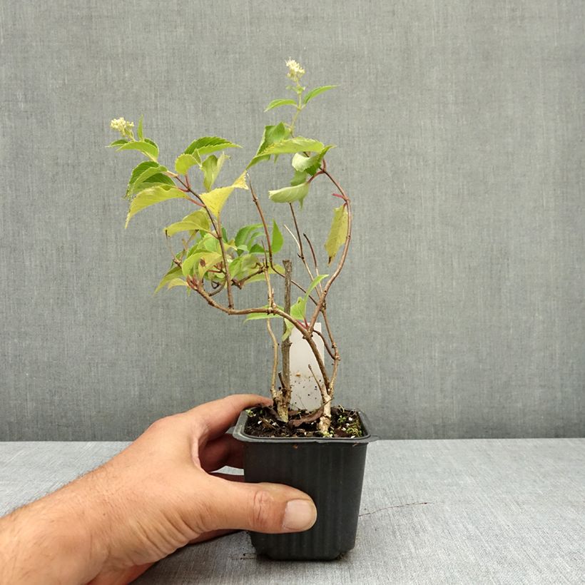 Hydrangea paniculata Levana 8/9 cm pot sample as delivered in summer