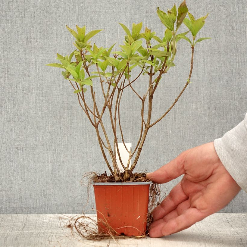 Hydrangea paniculata Limelight 8/9 cm pot sample as delivered in spring