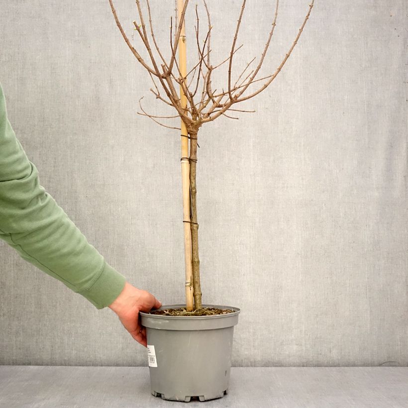 Hydrangea paniculata Limelight 3L/4L pot, Standard sample as delivered in spring