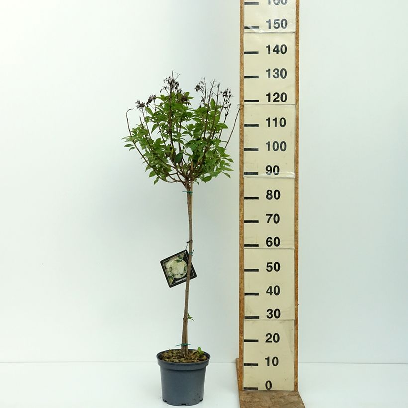 Hydrangea paniculata Limelight - Hortensia paniculé Limelight 3L/4L pot, Standard sample as delivered in summer