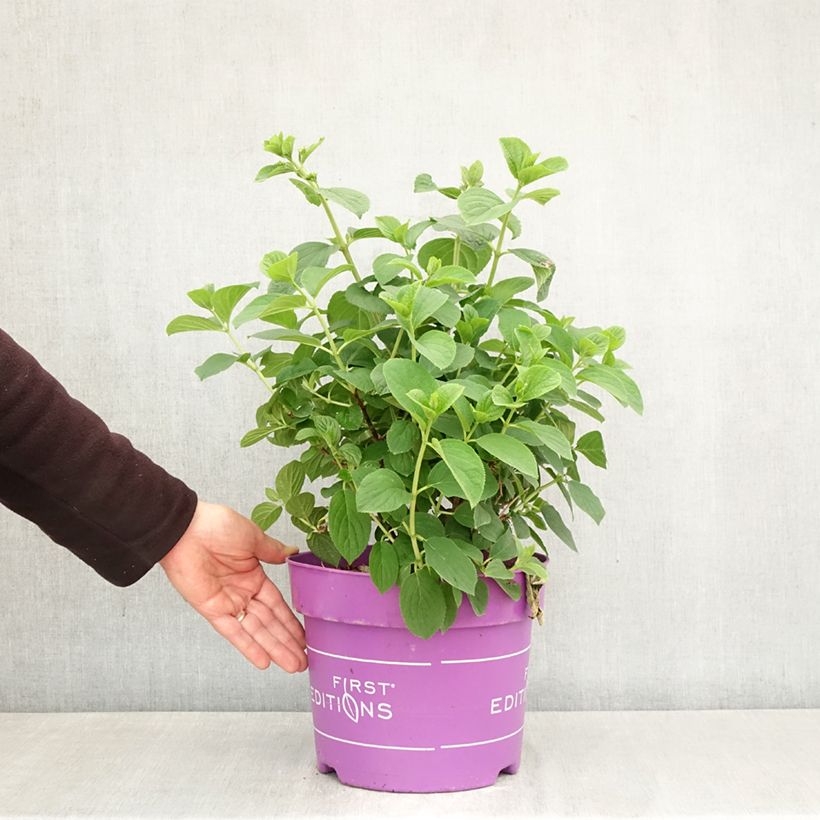 Hydrangea paniculata Little Hottie First Editions - Panicle hydrangea 7.5L/10L pot sample as delivered in spring