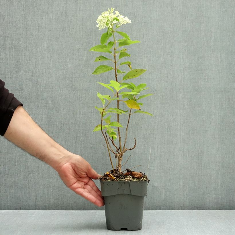 Hydrangea paniculata Little Spooky 2L/3L pot sample as delivered in autumn