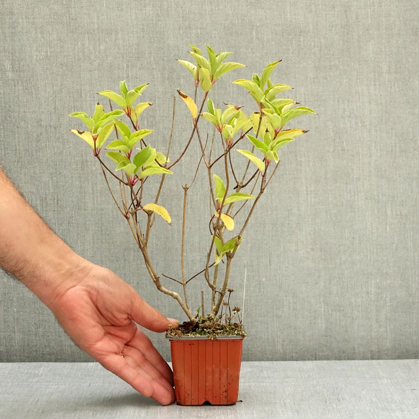 Hydrangea paniculata Magical Fire 8/9 cm pot sample as delivered in summer