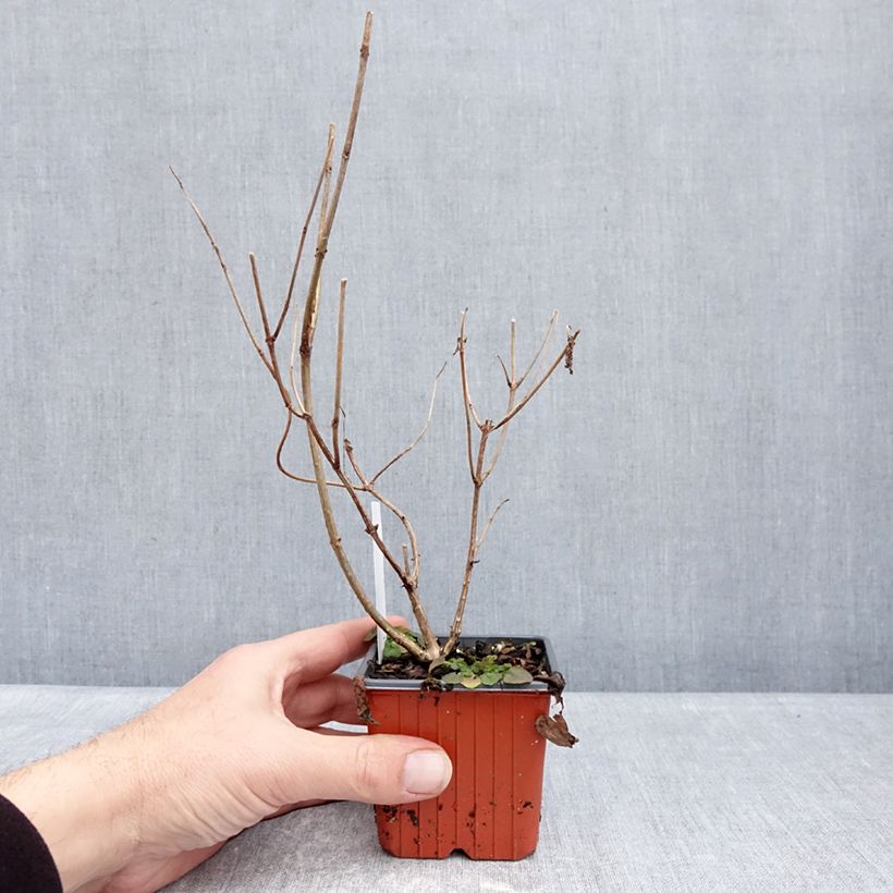 Hydrangea paniculata Magical Fire 8/9 cm pot sample as delivered in winter