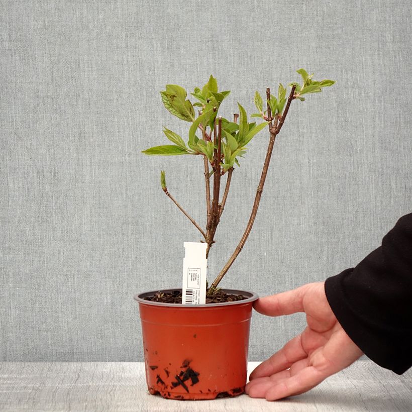 Hydrangea paniculata Pinky Winky 8/9 cm pot sample as delivered in spring