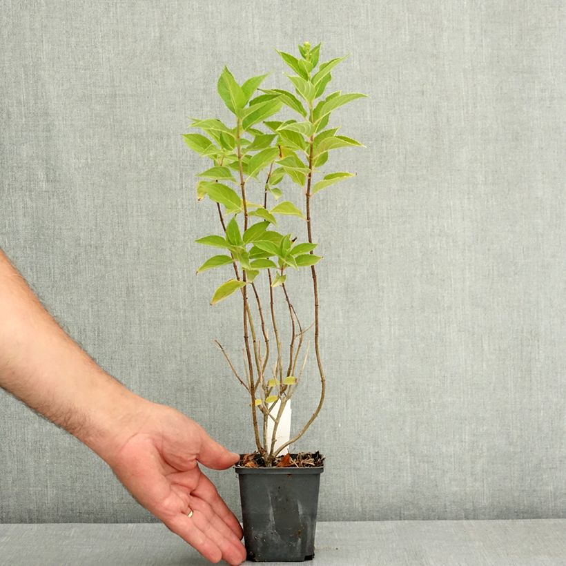 Hydrangea paniculata Pixio  12cm pot sample as delivered in summer