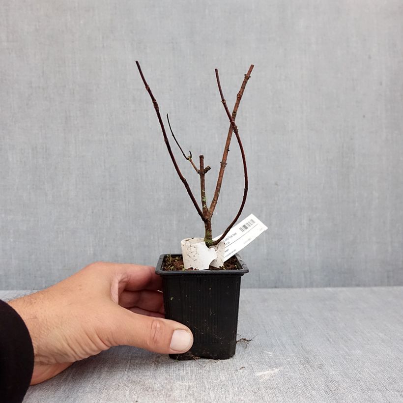 Hydrangea paniculata Polar Bear 8/9 cm pot sample as delivered in autumn