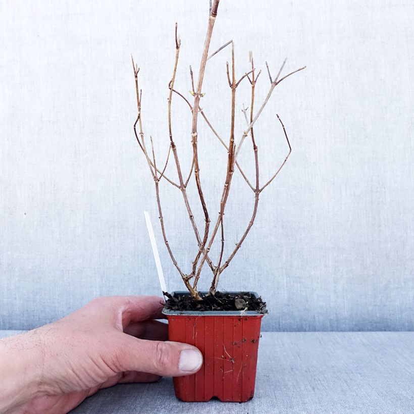 Hydrangea paniculata Polar Bear 8/9 cm pot sample as delivered in spring