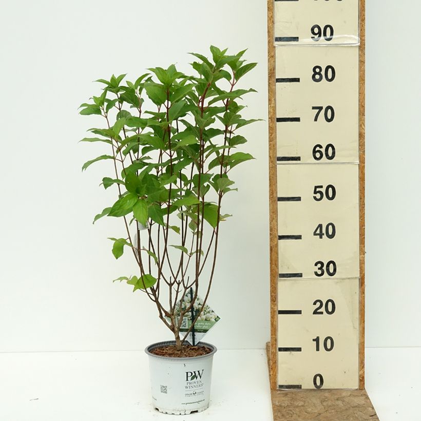 Hydrangea paniculata Quick Fire Fab® 3L/4L pot sample as delivered in summer