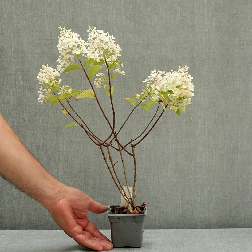 Hydrangea paniculata Silver Dollar - Hortensia paniculé Godet de 8/9 cm sample as delivered in summer