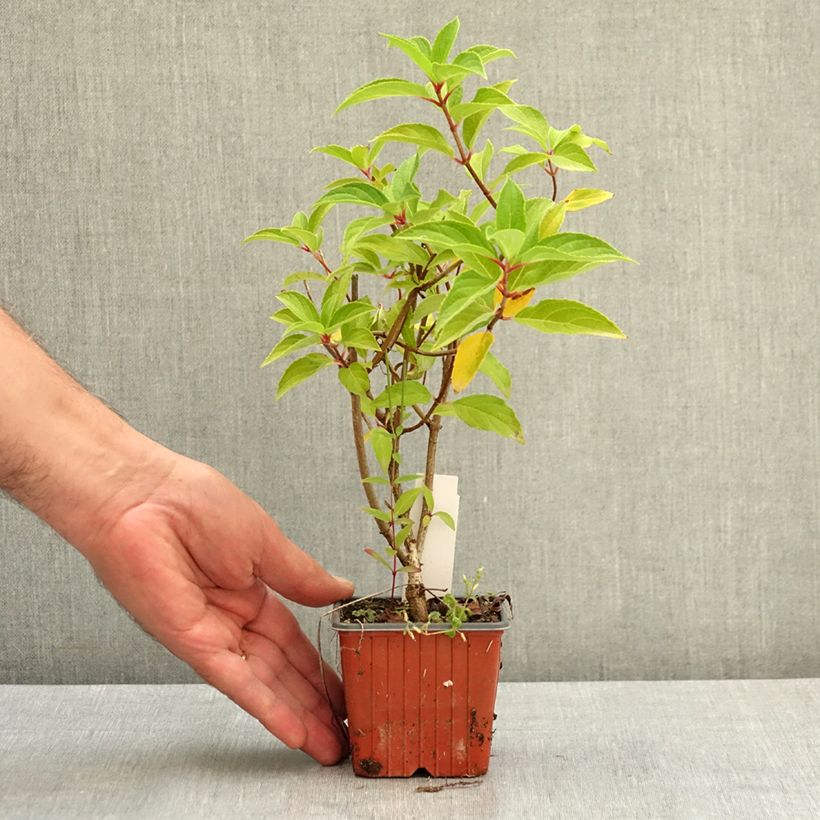 Hydrangea paniculata Skyfall 8/9 cm pot sample as delivered in summer
