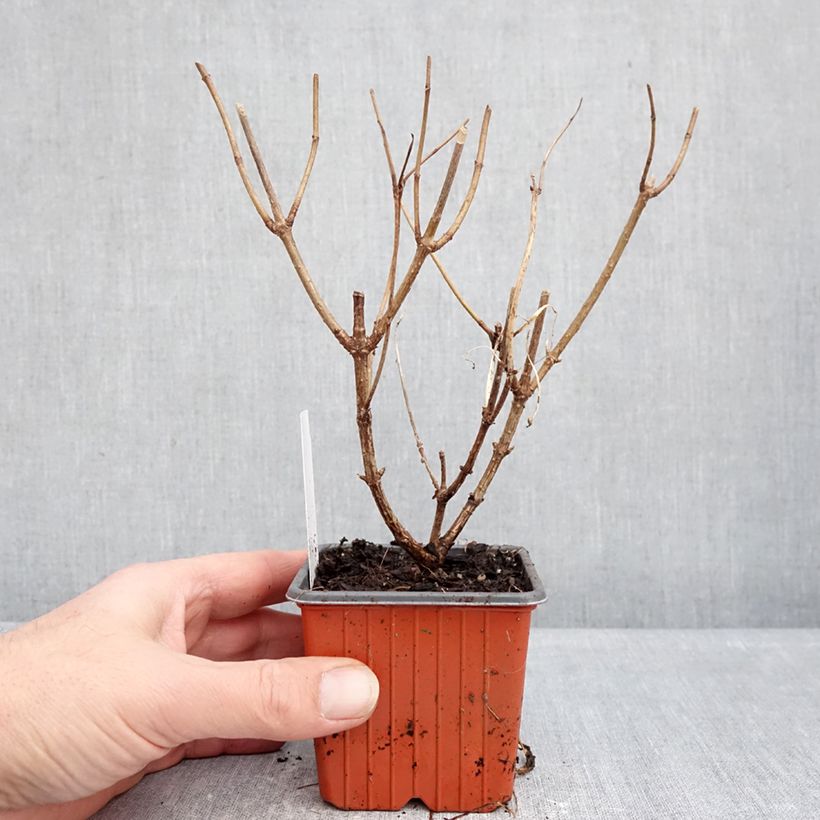 Hydrangea paniculata Skyfall 8/9 cm pot sample as delivered in winter