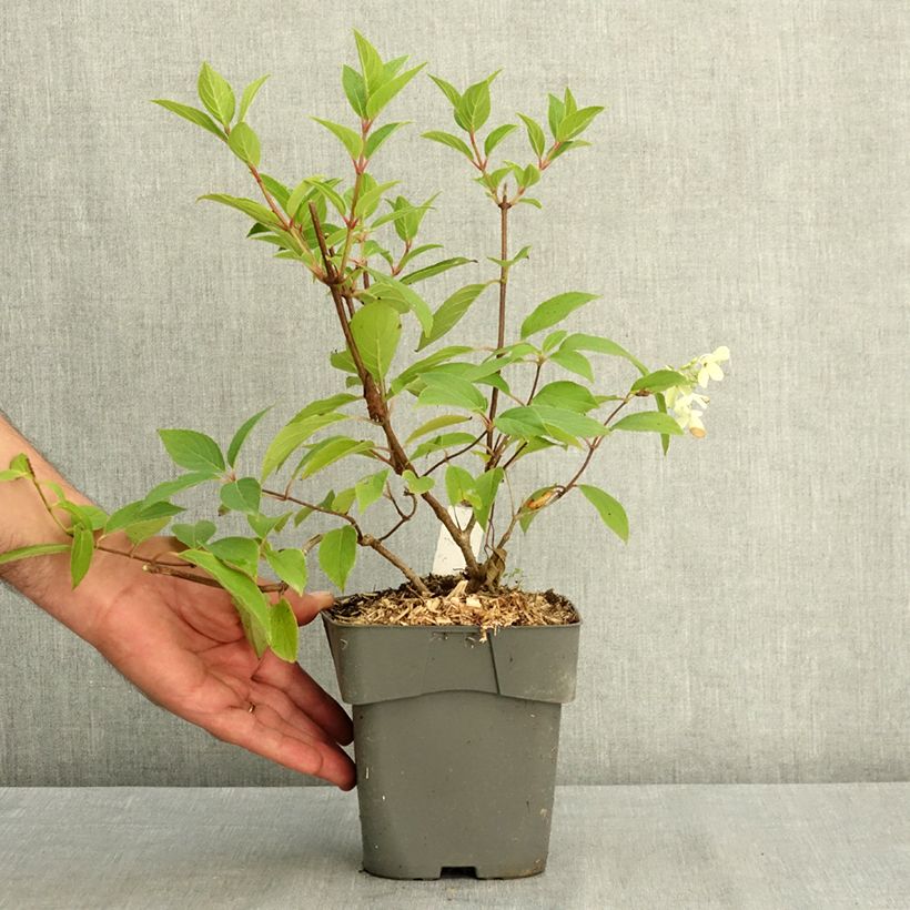 Hydrangea paniculata Skyfall 2L/3L pot sample as delivered in summer