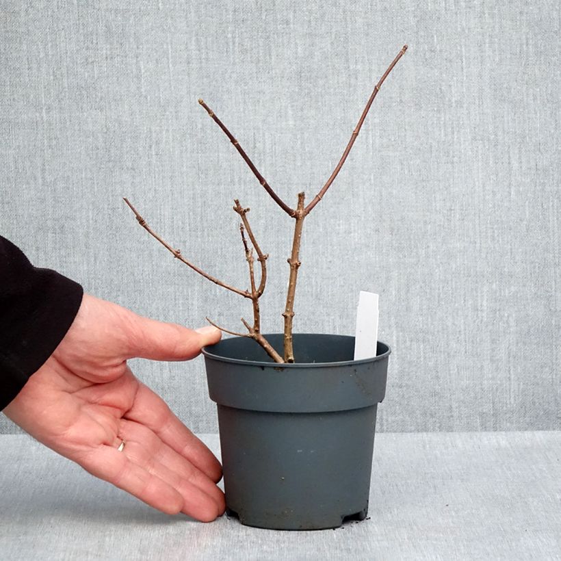 Hydrangea paniculata Sundae Fraise 8/9 cm pot sample as delivered in spring