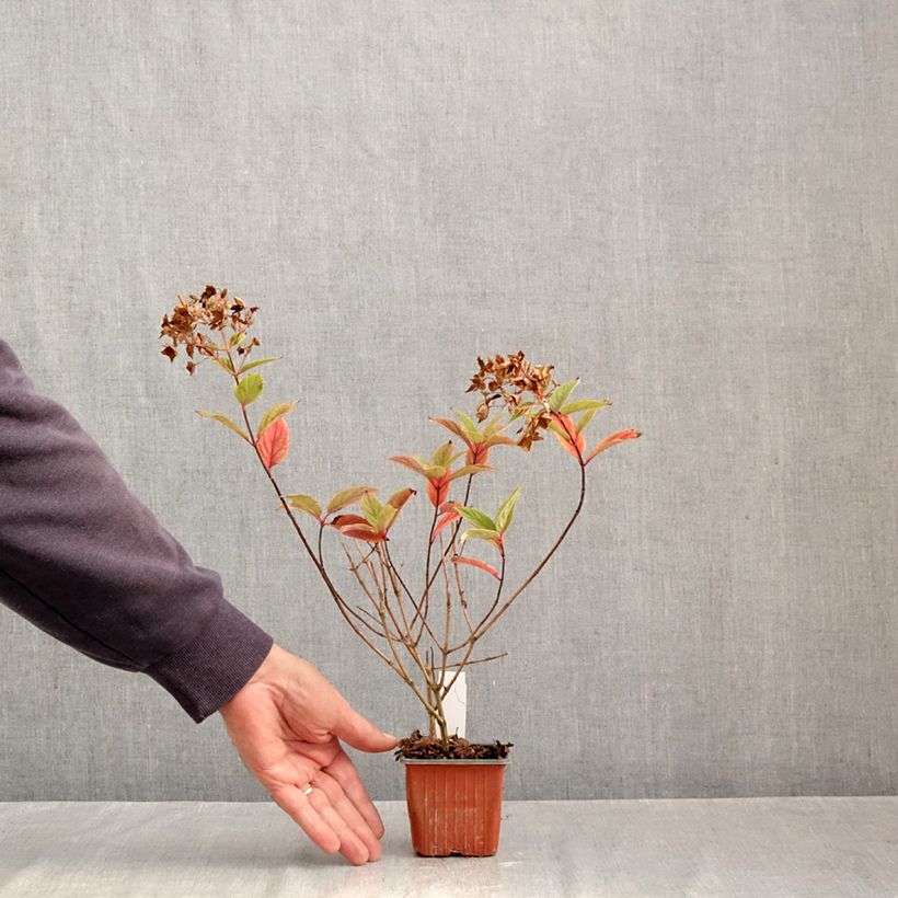 Hydrangea paniculata Tickled Pink 8/9 cm pot sample as delivered in autumn