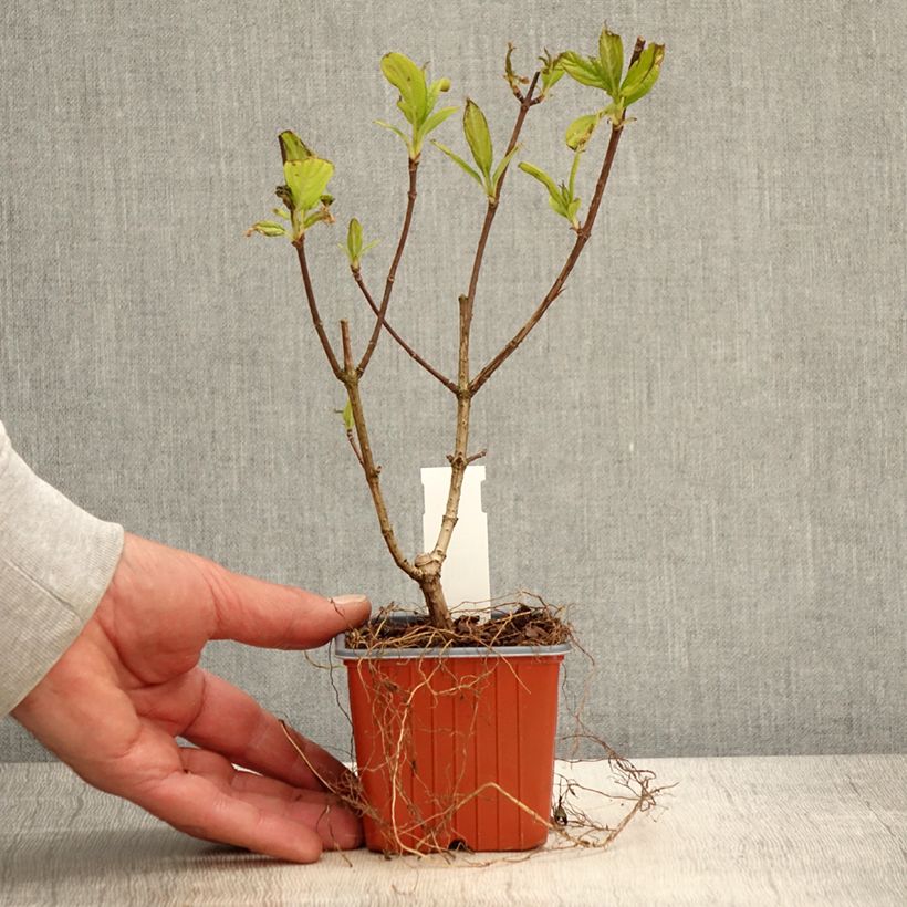 Hydrangea paniculata Tickled Pink 8/9 cm pot sample as delivered in spring