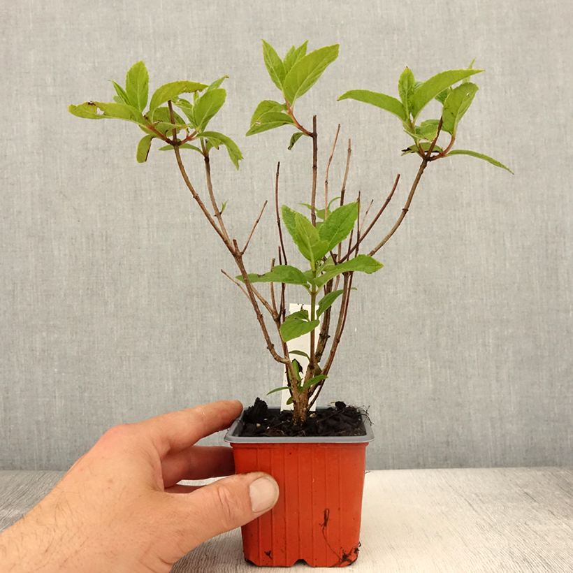 Hydrangea paniculata Unique 8/9 cm pot sample as delivered in spring