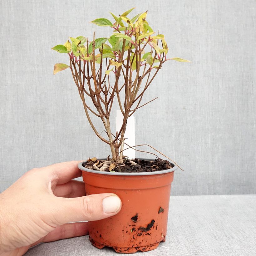 Hydrangea paniculata Whitelight 12cm pot sample as delivered in autumn