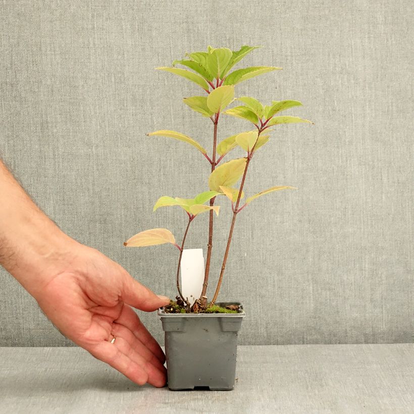 Hydrangea paniculata Wims Red 8/9 cm pot sample as delivered in summer