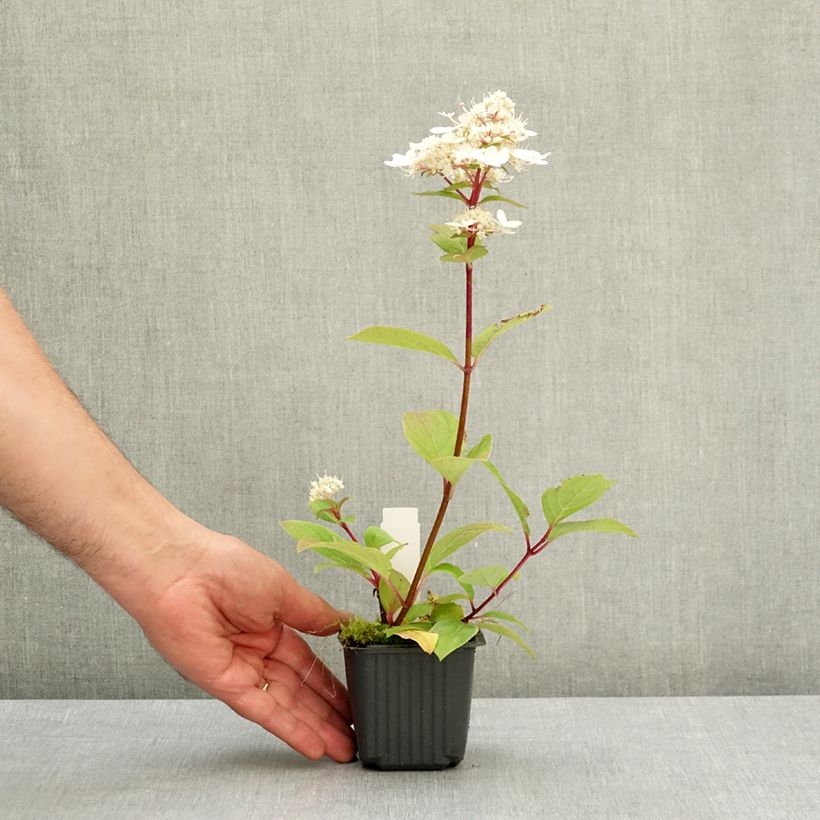 Hydrangea paniculata Wims Red 8/9 cm pot sample as delivered in spring