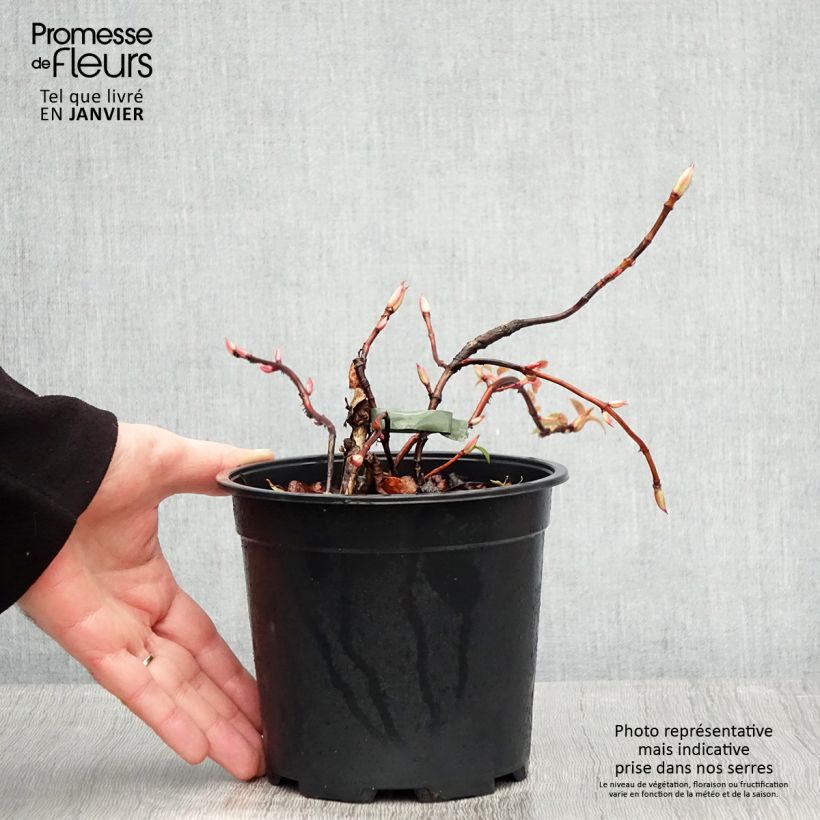 Hydrangea petiolaris Flying Saucer- Climbing Hydrangea 2L/3L pot sample as delivered in winter