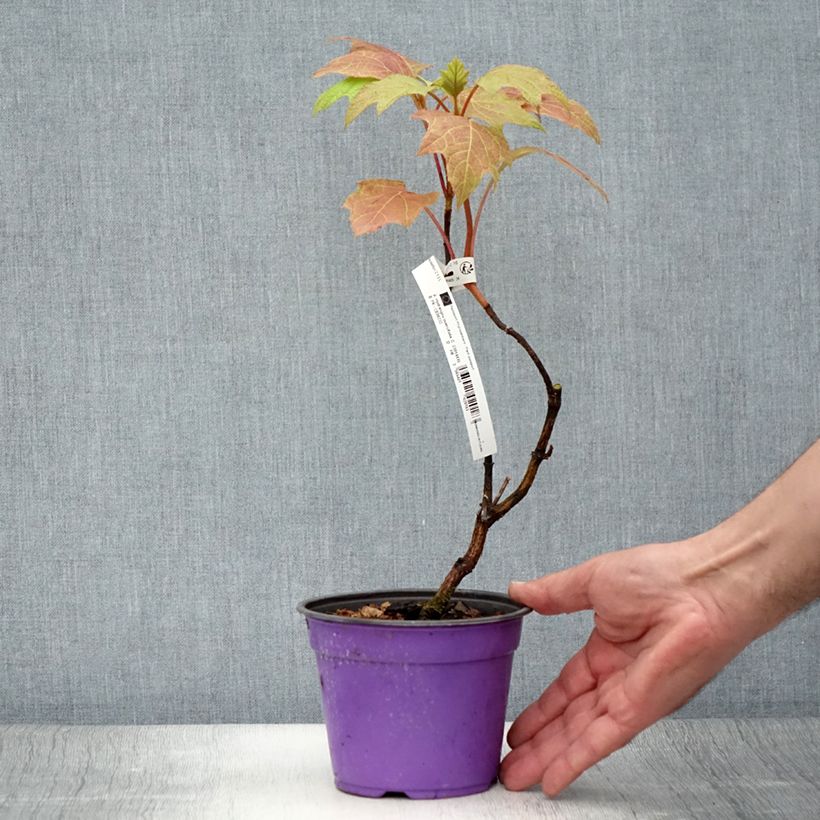 Hydrangea quercifolia Amethyst 1.5L/2L pot sample as delivered in summer