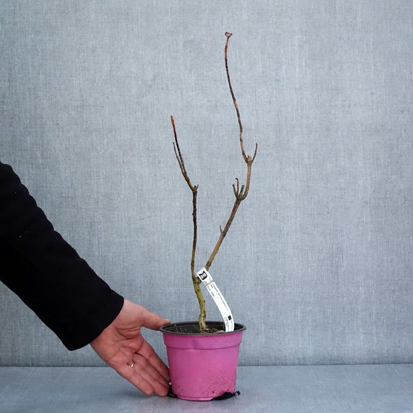 Hydrangea quercifolia Amethyst 1.5L/2L pot sample as delivered in winter