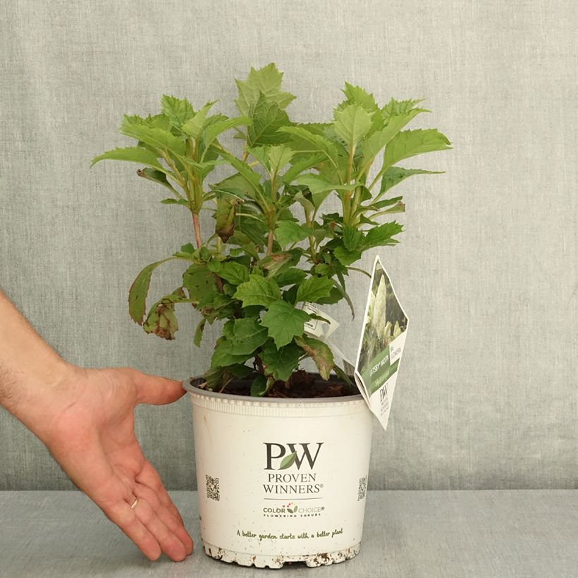 Hydrangea quercifolia GATSBY MOON 2L/3L pot sample as delivered in summer