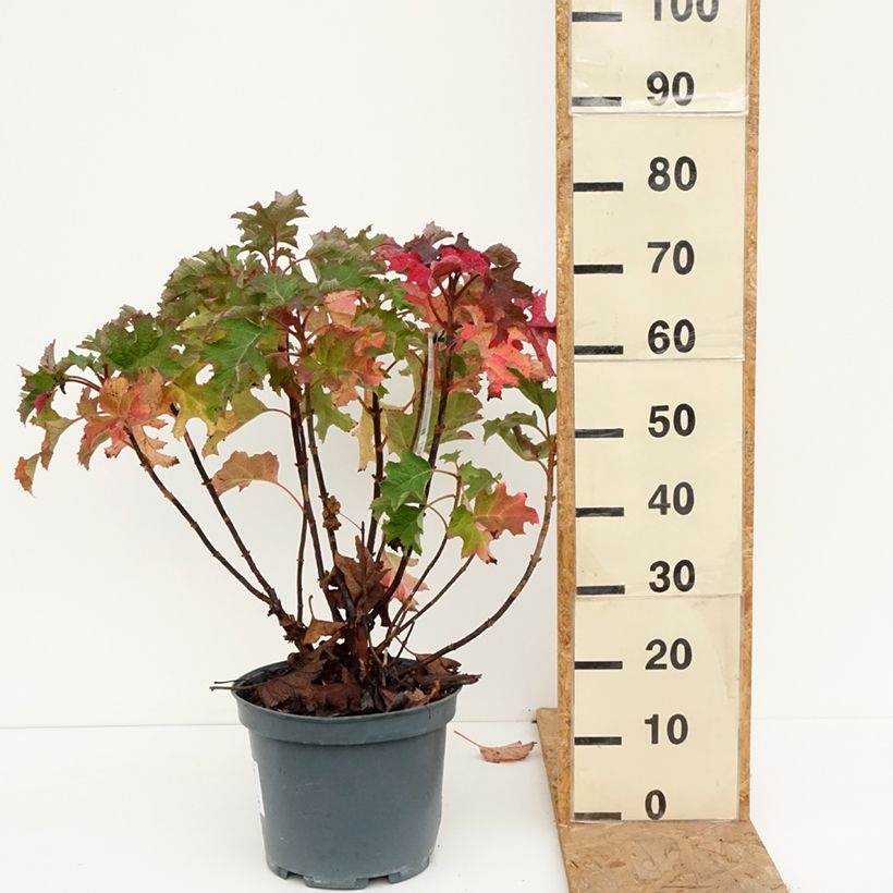 Hydrangea quercifolia Ruby Slippers 7.5L/10L pot sample as delivered in autumn