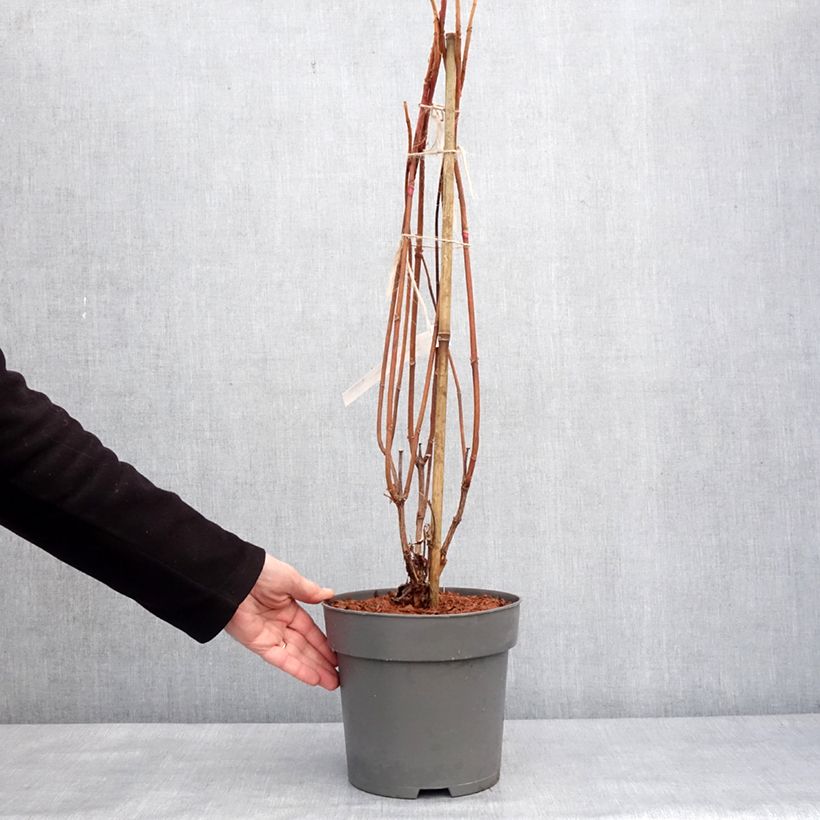 Hydrangea quercifolia Snowcicle 4L/5L pot sample as delivered in winter