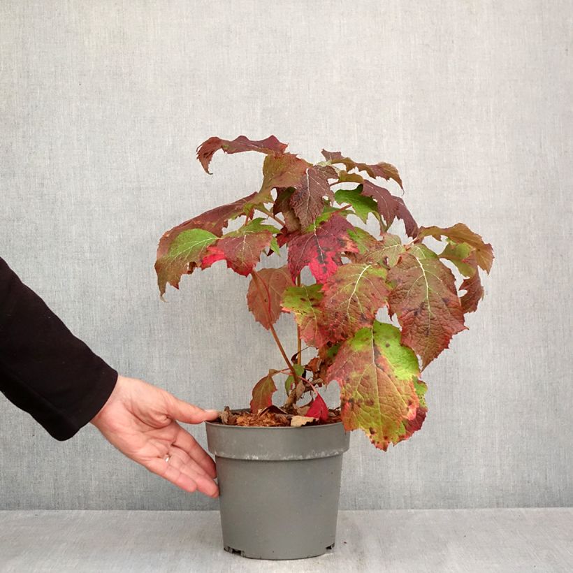 Hydrangea quercifolia Tara 3L/4L pot sample as delivered in autumn
