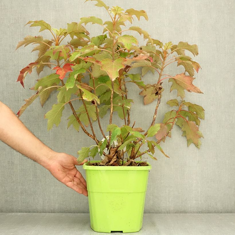 Hydrangea quercifolia Tara 7.5L/10L pot sample as delivered in summer