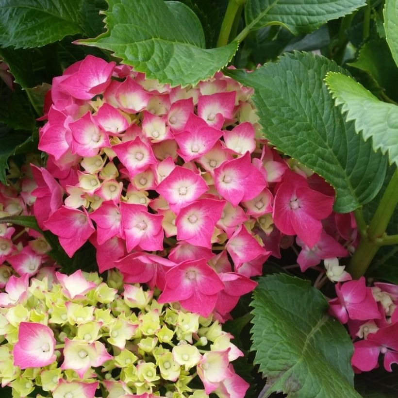 Hydrangea macrophylla Red Baron (Flowering)