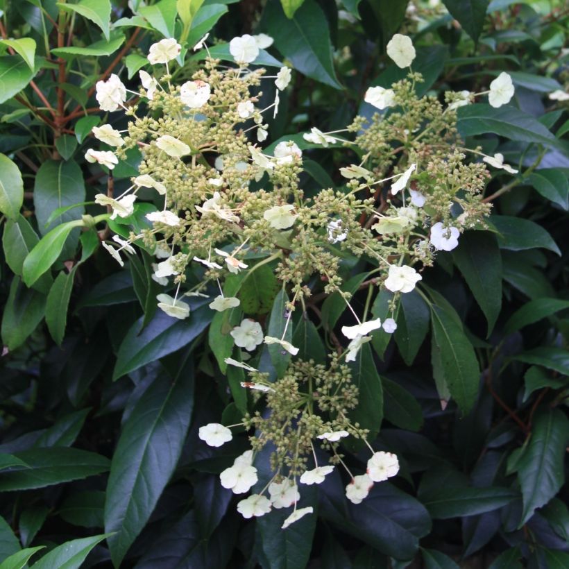 Hydrangea seemanii - Climbing Hydrangea (Flowering)
