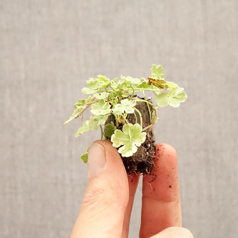 Hydrocotyle sibthorpioides Variegata - Variegated Marsh Pennywort Plug plant 3/4cm sample as delivered in spring
