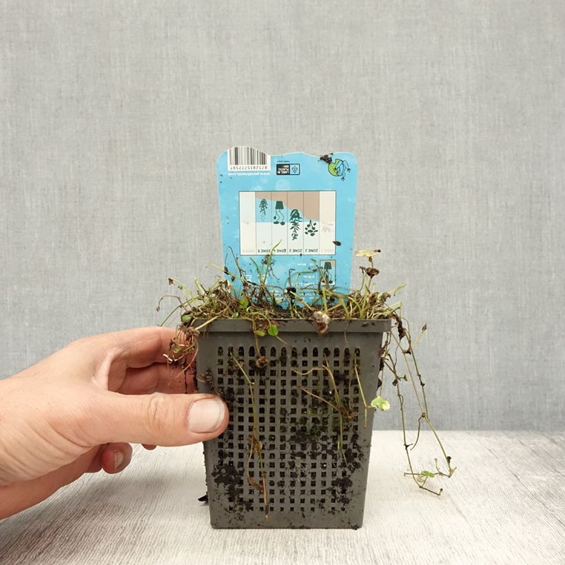 Hydrocotyle sibthorpioides Variegata - Variegated Marsh Pennywort 1L/1.5L pot sample as delivered in autumn