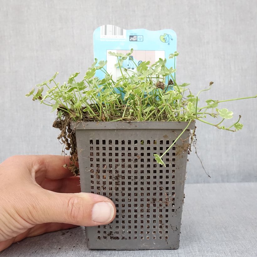 Hydrocotyle sibthorpioides Variegata - Variegated Marsh Pennywort 1L/1.5L pot sample as delivered in spring