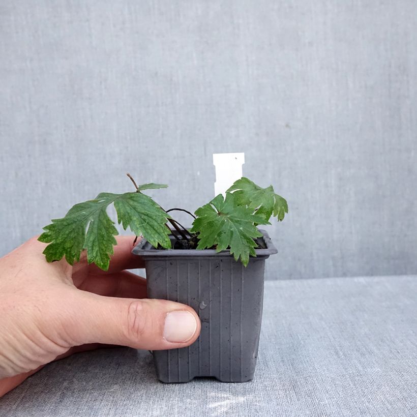 Hydrophyllum virginianum - Virginia Waterleaf 8/9 cm pot sample as delivered in autumn